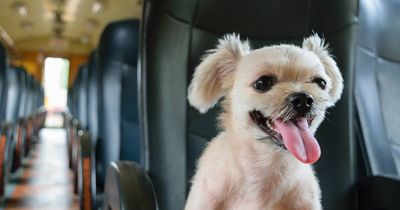 Look pet, it's as mad as a couple of cut snakes on a plane