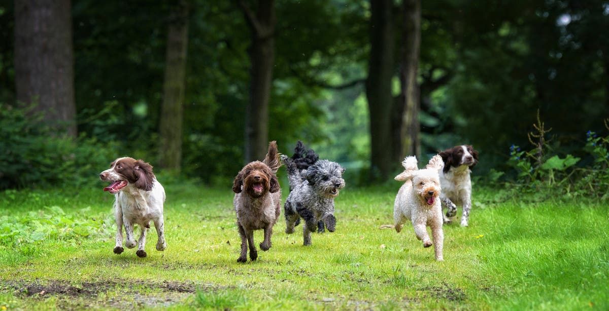 Foring Dogs Dogs’ facial markings could play a role in how close…