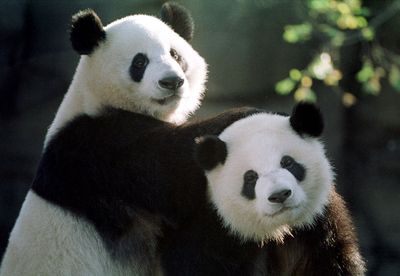 The frosty U.S. and China decoupling talk is getting real—pandas are getting recalled from zoos across the country