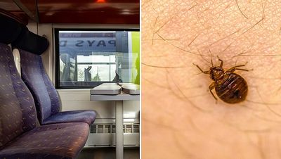 How to get rid of bed bugs: expert tips as officials warn “no one is safe” from potential Paris outbreak