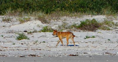 Barking mad - dingoes invade Port Stephens nature reserve