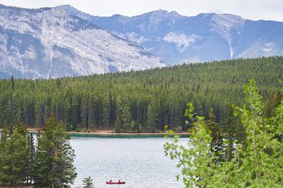 A grizzly bear kills 2 people in Canada's Banff National Park