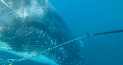 Entangled whale off Eden rescued by Sea World Foundation