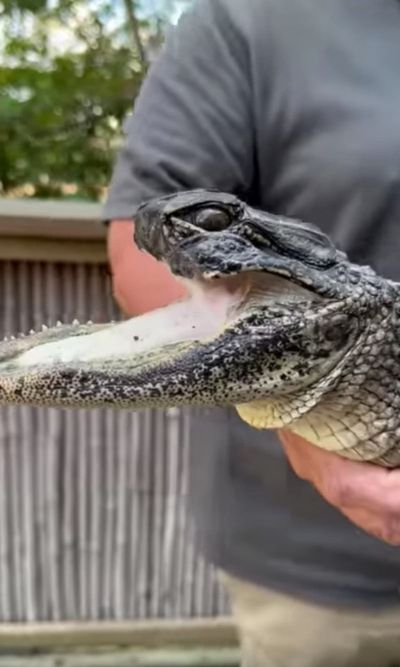 Florida park names alligator found with the top half of its jaw missing after Dolly Parton song