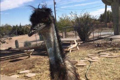 Woman mourns death of beloved pet emu named Richard after police tried to put her in squad car