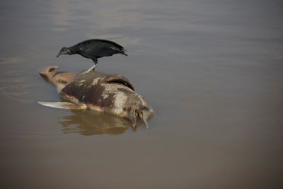 More than 100 dolphins found dead in Brazilian Amazon as water temperatures rise to record levels