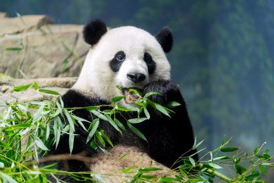 Panda Diplomacy: The departure of DC's beloved pandas may signal a wider Chinese pullback