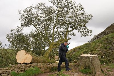Sycamore Gap tree: ‘Minutes to cut down and centuries to grow back, if it ever does’, say experts