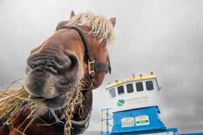 Horse transported to work by barge to restore Highland Caledonian forest
