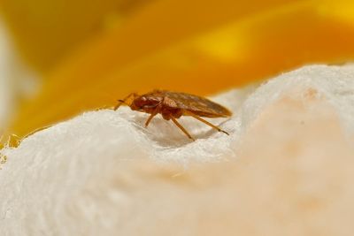 How to get rid of bedbugs? The signs and symptoms as infestation could make its way from Paris to London