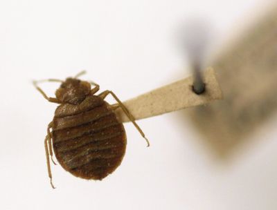 What’s Paris doing to solve the bedbug crisis ahead of 2024 Olympic games?