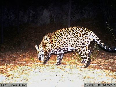 Rare new jaguar spotted on wildlife camera prowling mountains of Arizona borderlands
