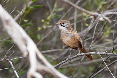 The mukarrthippi grasswren may be Australia’s rarest bird and I am obsessed with it