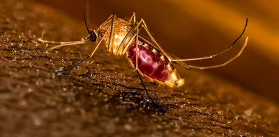The long road to a new malaria vaccine, told by the scientists behind the breakthrough – podcast