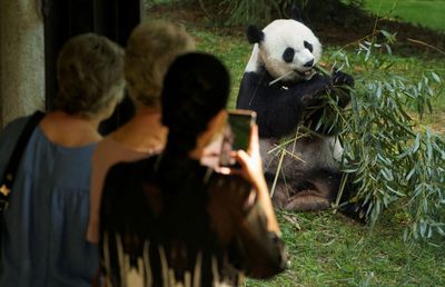 What is panda diplomacy, and why are the bears going back to China?