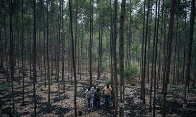 Tree-planting schemes threaten tropical biodiversity, ecologists say