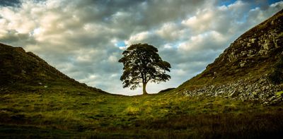 Sycamore Gap: what the long life of a single tree can tell us about centuries of change