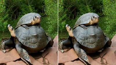 Optical illusion: Squint your eyes to find MS Dhoni in this turtle picture