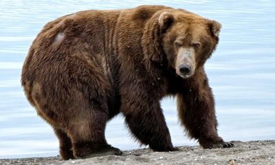 Ursus rotundus: contenders compete in Alaska’s Fat Bear Week
