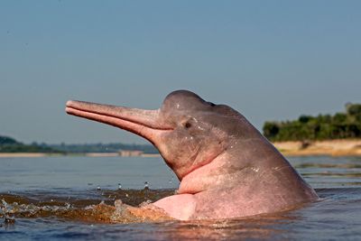 Climate change kills Amazon dolphins