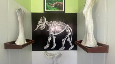 Inaugural of elephant interpretation centre in Coimbatore district delayed due to funding issues, lack of facilities for visitors