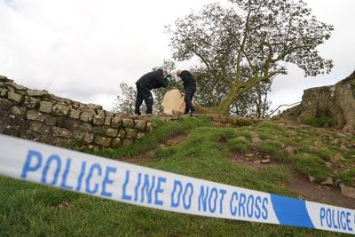 Sycamore Gap tree – latest: Future of site to be decided as National Trust inundated with messages of support