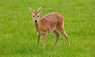 How Chinese water deer found a home in the English countryside