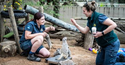 'A love job': why everybody wants to be a zookeeper