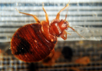 Is London prepared for the bedbug invasion that has swarmed Paris?