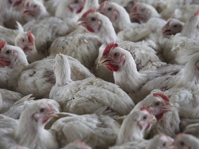 South Africa culls millions of chickens in an effort to contain bird flu outbreaks
