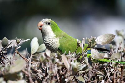 Parrots have "voiceprints" like humans