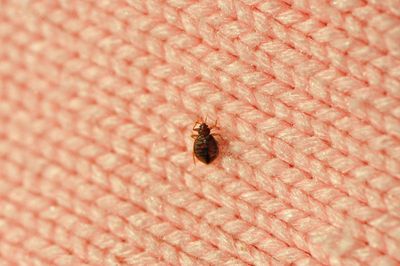 How to check for bedbugs in your hotel room – and what to do if you spot one