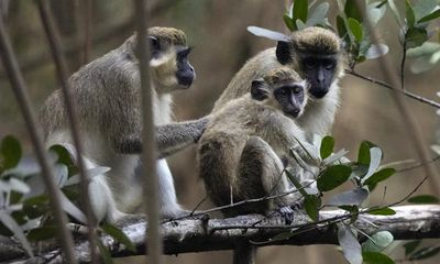 Stop monkey cull at once, welfare groups urge Sint Maarten government