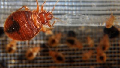 French government to hold crisis meetings on bedbug 'scourge'