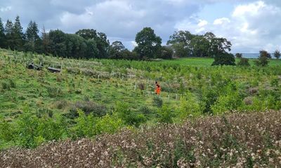 Tell us about the rewilding projects in your part of the UK