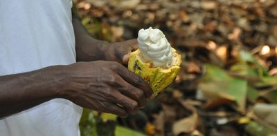 Cocoa prices are surging: west African countries should seize the moment to negotiate a better deal for farmers