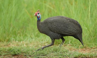 The case of Strange Bird: how did an African guineafowl end up living wild on a Sydney street?