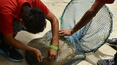 In a first in the country, BBMP to administer five-in-one vaccine to stray dogs in Bengaluru