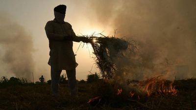 Stubble fires witness spike in Punjab; 63% rise since 2022