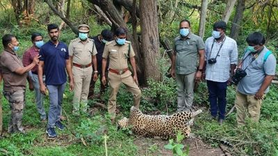 Leopard found dead near Sethumadai in Anamalai Tiger Reserve in Coimbatore