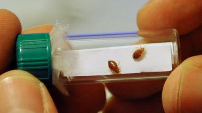 French government tries to reassure public amid bedbug 'hysteria'