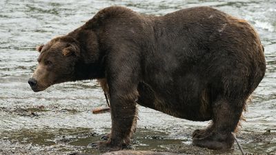 Chonky and they know it: Voting starts in Fat Bear Week