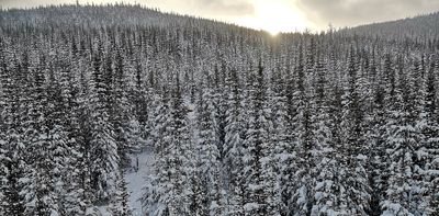 Understanding the dynamics of snow cover in forests can help us predict flood risks