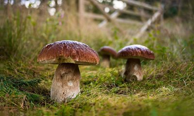 Fungi for all, not foraged by the few