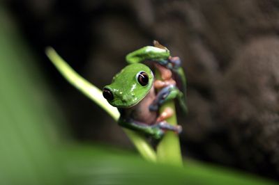 Scientists looked at nearly every known amphibian type. They're not doing great