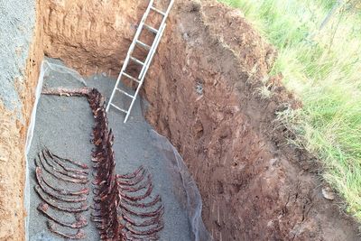 Remains of whale dissected by hand on Co Down beach in order to be preserved