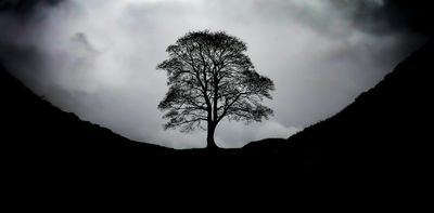 It wasn't just a tree: why it feels so bad to lose the iconic Sycamore Gap tree and others like it
