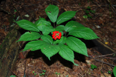 Daniel Boone national forest continues permit suspension for ginseng harvesting season