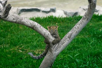 First leopard cubs born in captivity in Peru climb trees and greet visitors at a Lima zoo