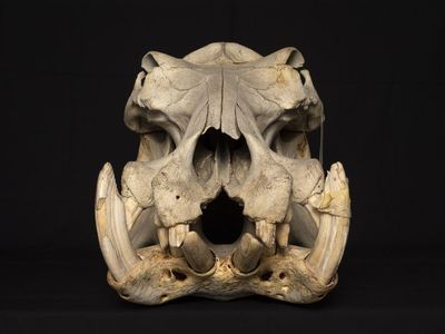 Hippos’ Inefficient Chewing Linked To Evolutionary Fight Adaptation